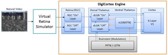 DigiCortex